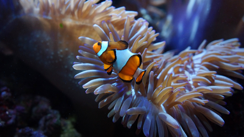 The long-lived clownfish requires a saltwater aquarium and a long-term commitment