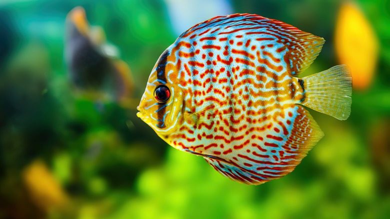 The tall, elegant discus fish, which has special needs in terms of space