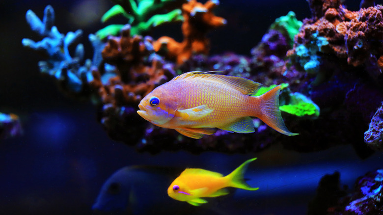 anthias fish swimming in aquarium