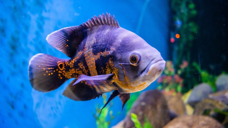 A lone Oscar cichlid in an aquarium