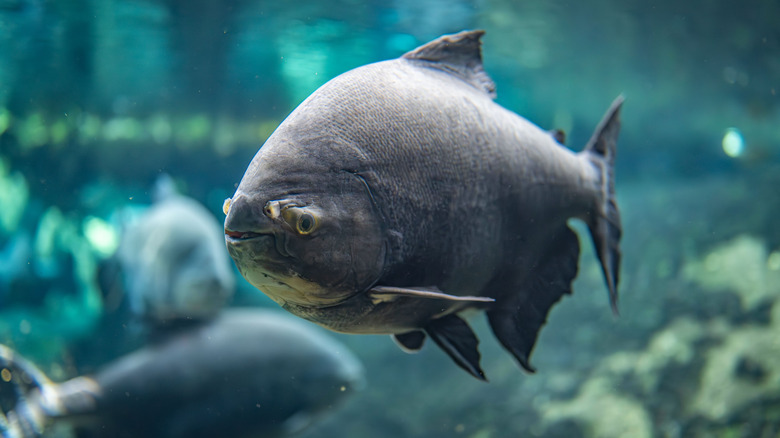 The pacu easily grows too large for residential aquariums