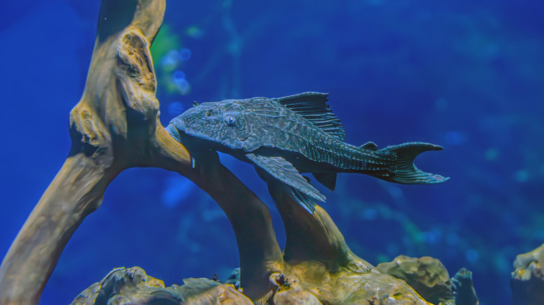 The plecostomus, or pleco, often grows too large to live in fish tanks