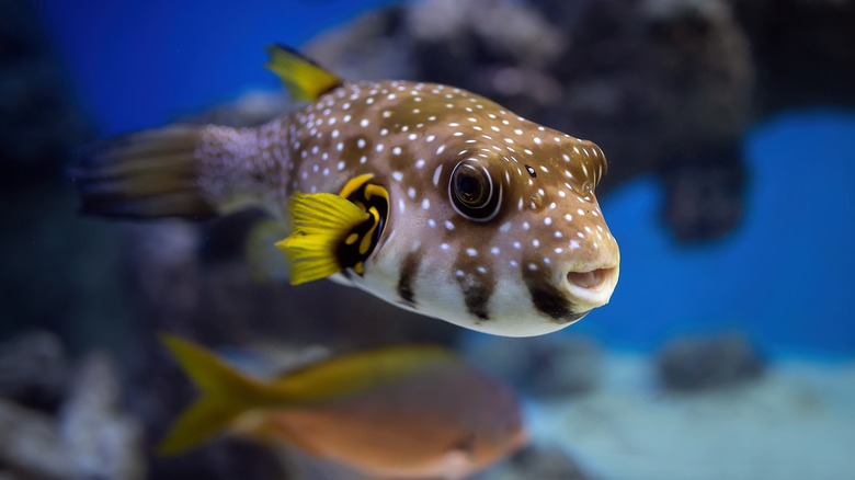 Pufferfish are surprisingly smart, but also picky eaters and sometimes aggressive