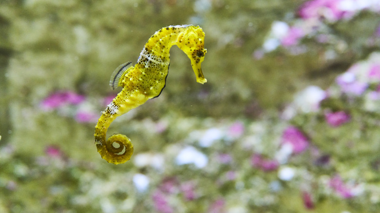 Yes, seahorses are fish, and they are surprisingly weak swimmers