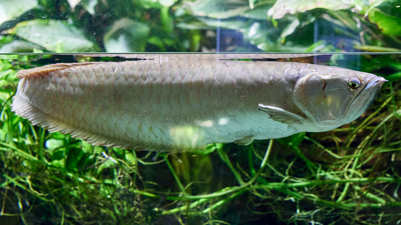 The silver arowana requires a surprisingly large aquarium