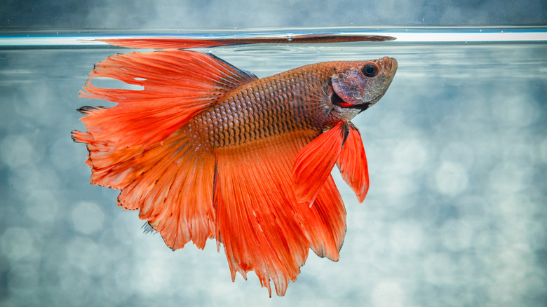 The male betta fish is very aggressive, and female bettas can be aggressive too