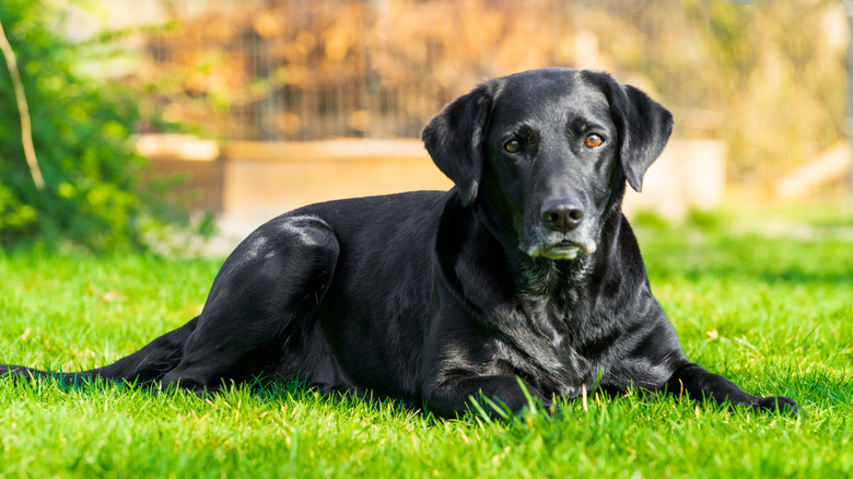 Black lab dog lying on grass