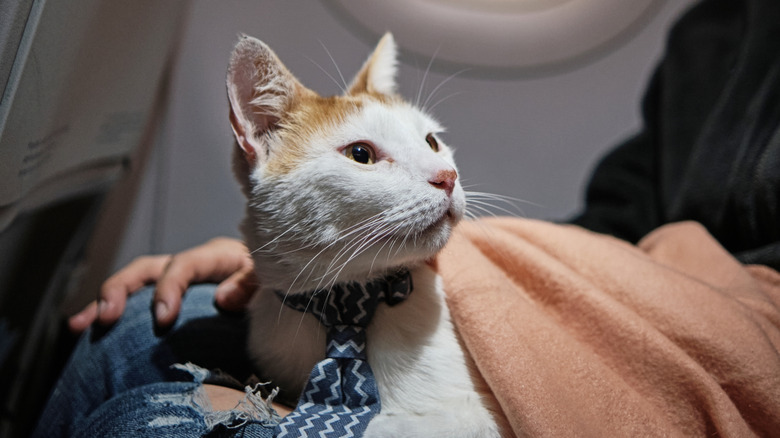 A cat wearing a tie sits on someone's lap under a blanket on an airplane