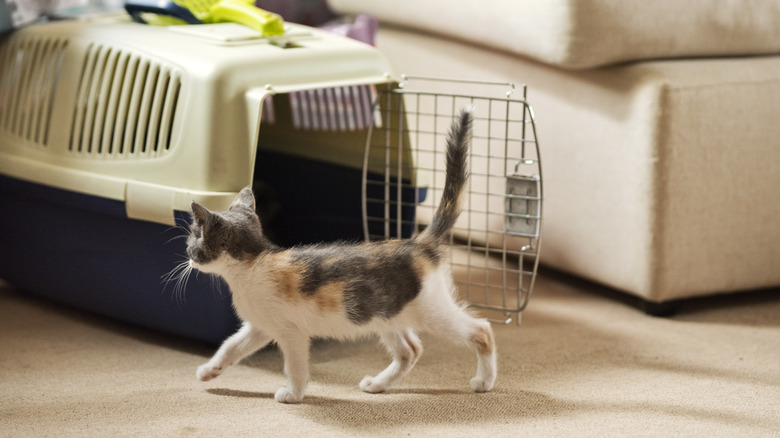 A kitten walks by an open cat carrier on the floor