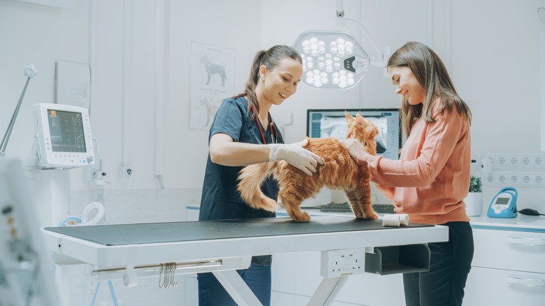 An owner holds her cat on a table while a vet performs an examination