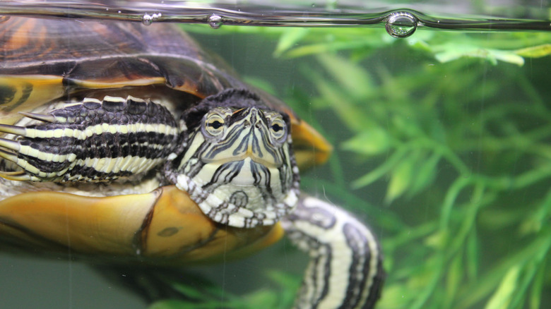 A turtle enjoying his tank