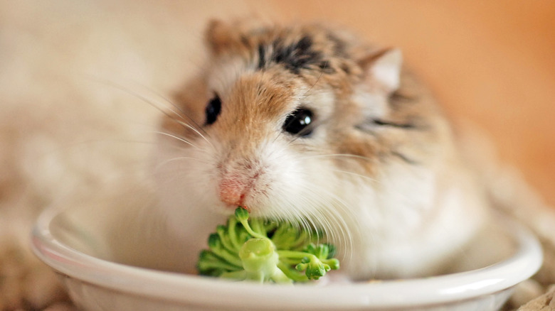 A hamster eating broccoli