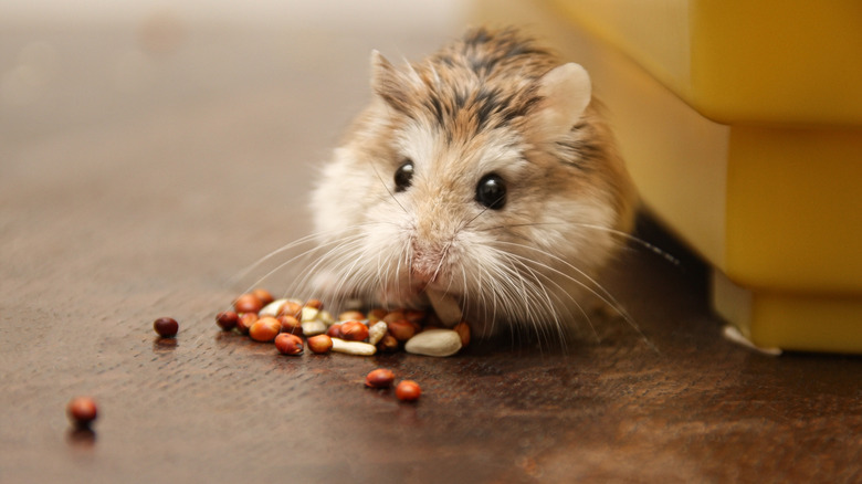 A hamster with full cheek pouches