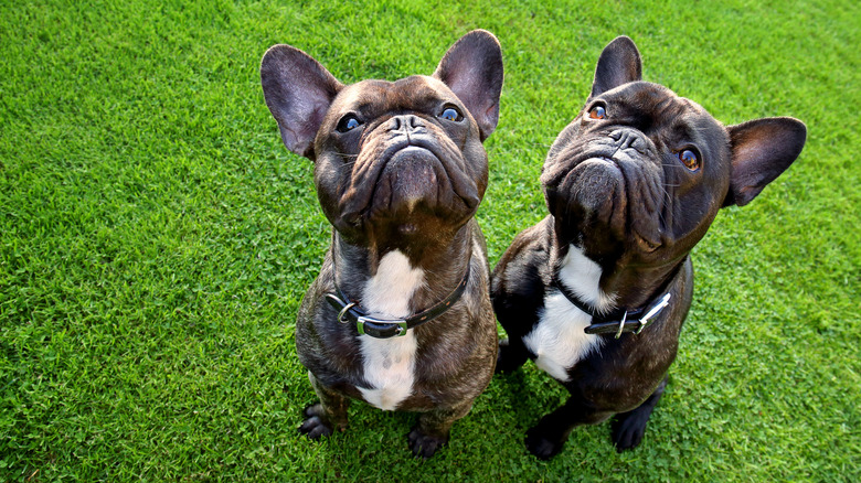 Two French bulldogs in grass, looking up at camera