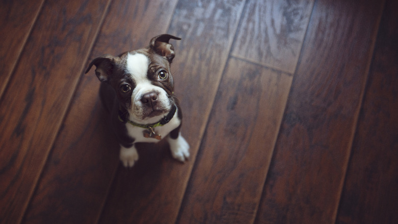 A Boston terrier puppy looks up from a wood floor