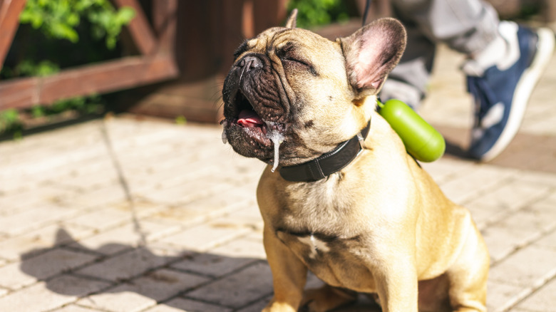 French bulldog outside, drooling