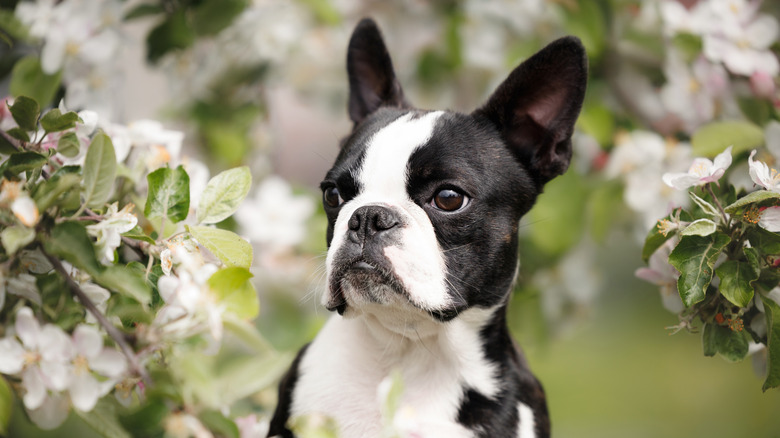 Boston terrier near tree with flowers