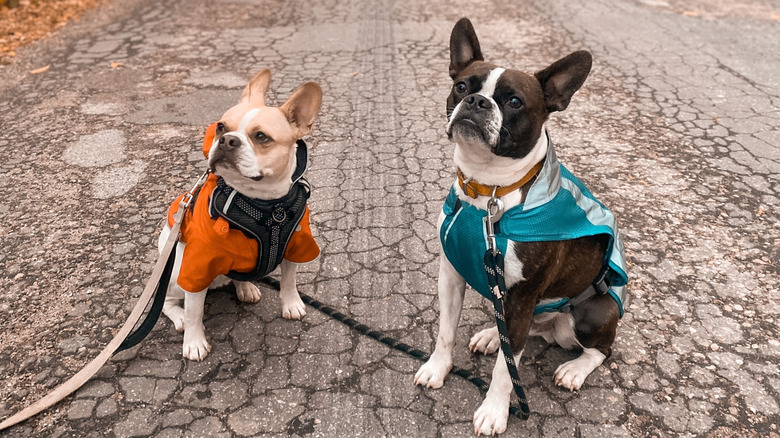 French bulldog next to Boston terrier on a road