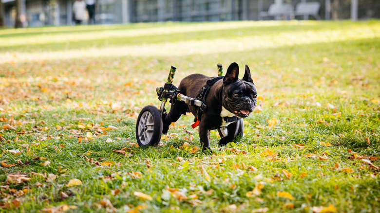 French bulldog running outdoors in wheelchair