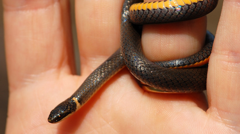 Southern Ringneck Snake Ring