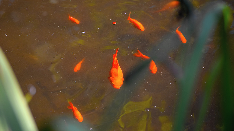 goldfish in a pond