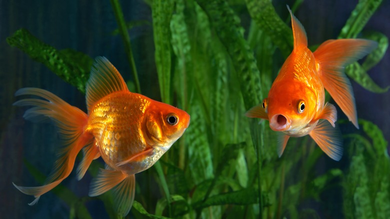 two goldfish in an aquarium