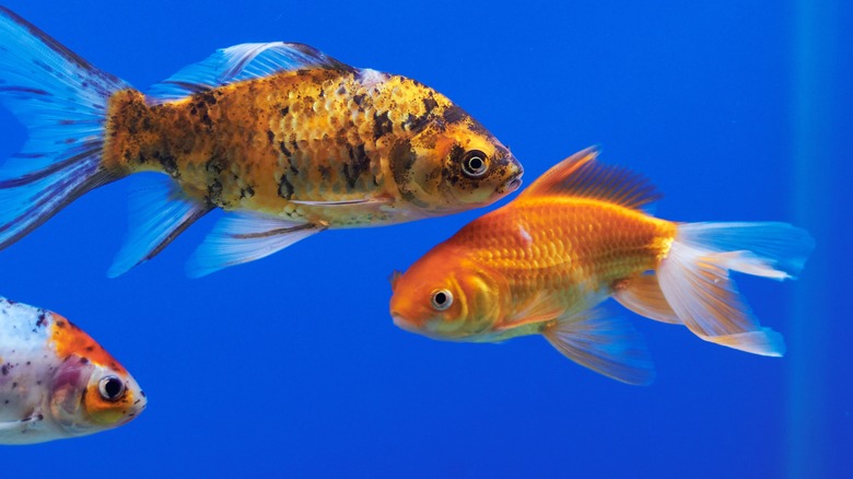 three goldfish swimming