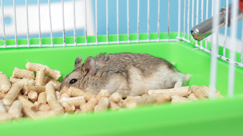 Hamster sleeping in cage