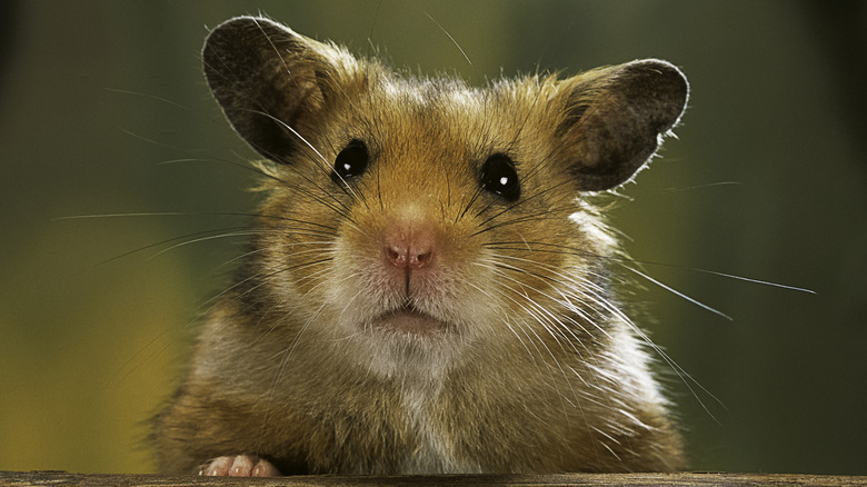 Hamster closeup