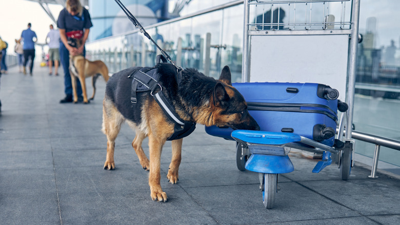 A German shepherd sniffs a suitcase outside an airport