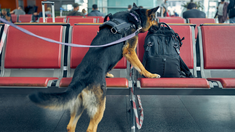 A German shepherd sniffs a backpack on an airport seat