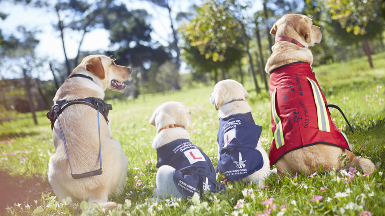 Dogs with service vests on