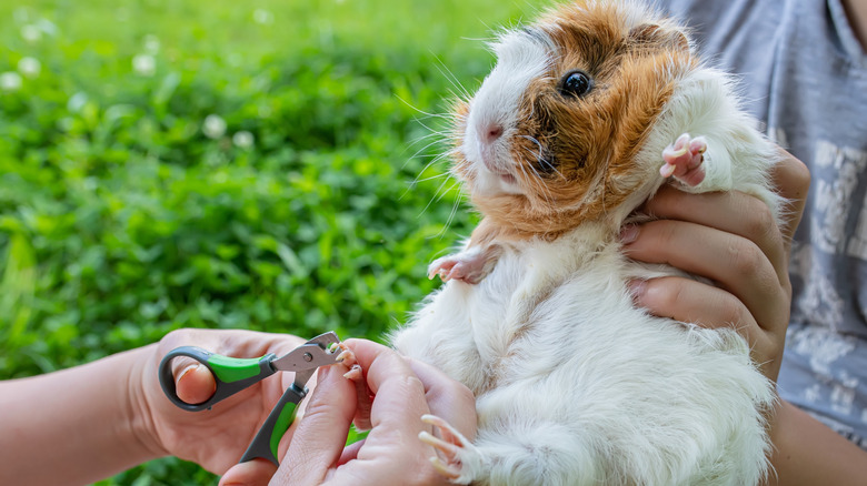 One person holds a guinea pig while another trims its nails