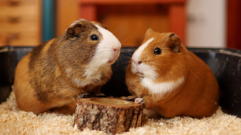 Two guinea pigs stand on bedding around a small wooden stump