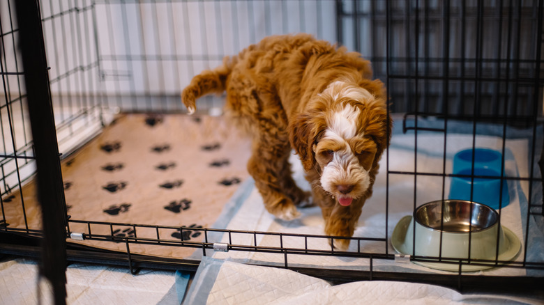 Goldendoodle in wired crate with bowls inside