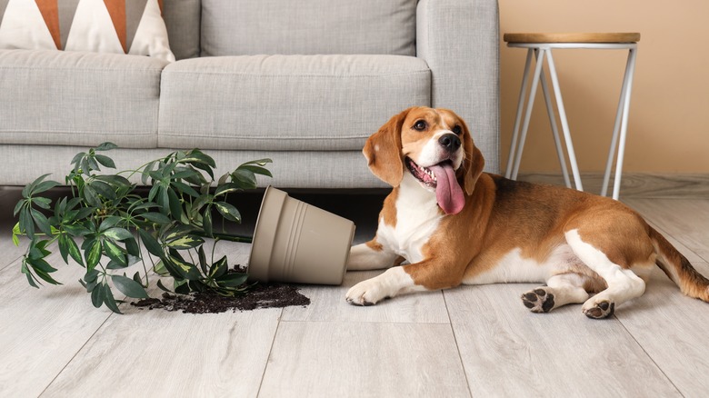 Dog next to spilled potted plant on floor