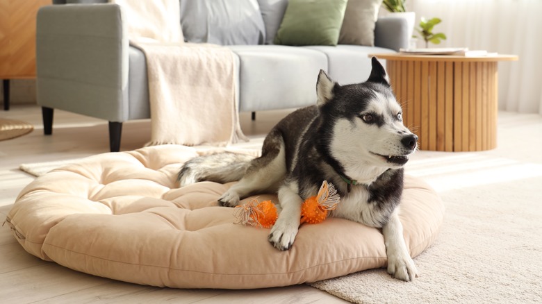 Husky on dog bed with toy in bed