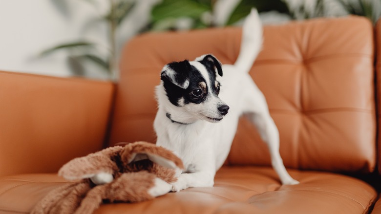 Small dog on leather sofa