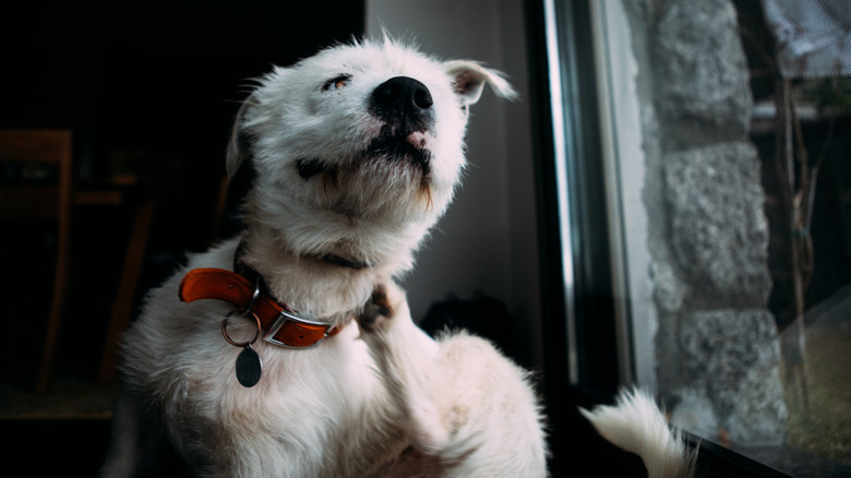 A while dog scratches their neck with their hind leg.