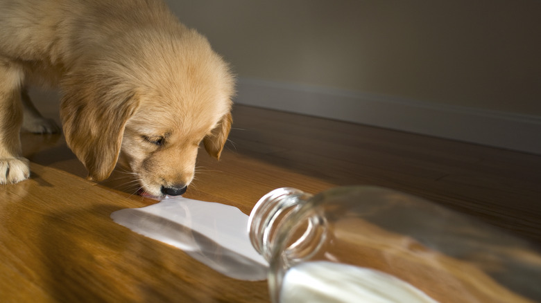 A golden retriever puppy licks spilled milk from a bottle.