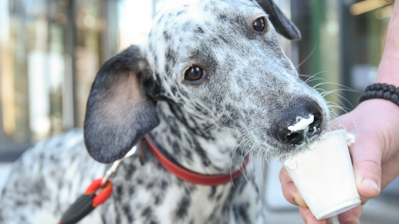 A person feeds a dog a small cup of whipped cream.