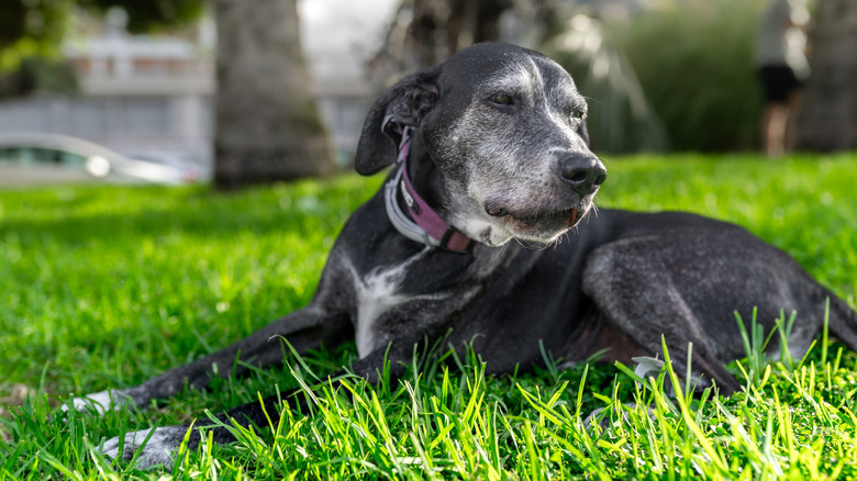 A senior lab that looks similar to Fiona