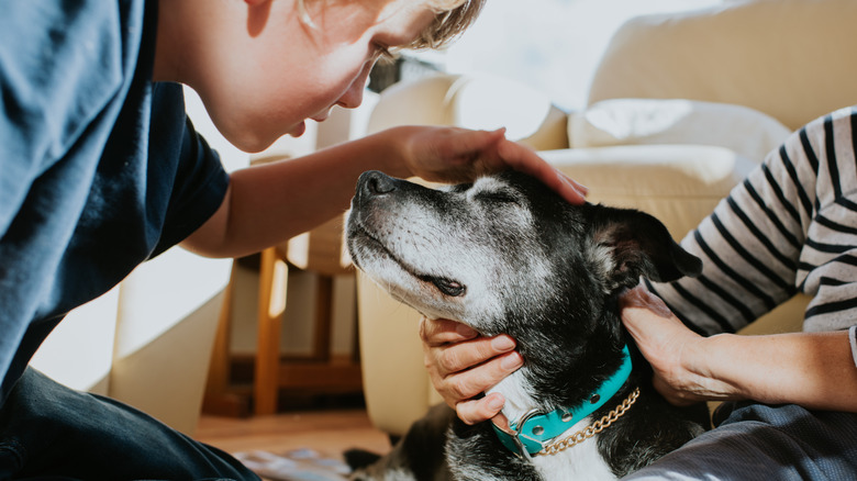 Boy gently petting senior dog