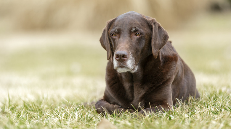 A senior Labrador retriever similar in look to the adopted dog