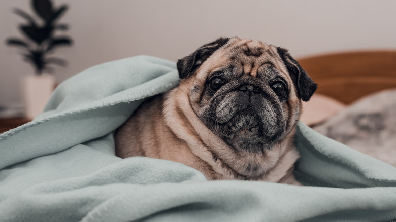 A senior pug enjoying being wrapped in a blanket