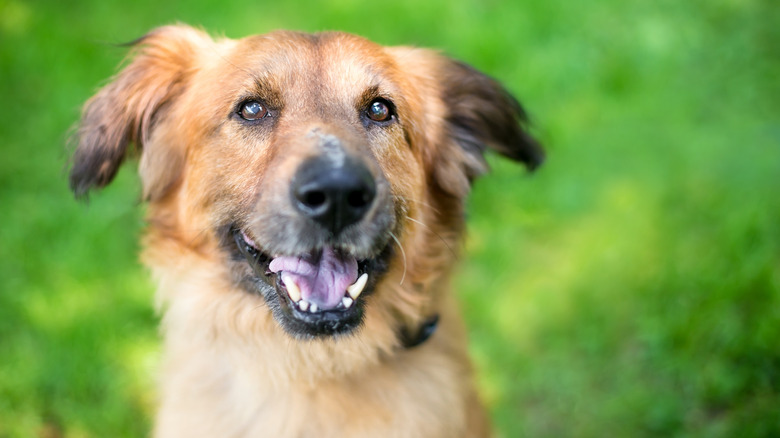 A senior shepherd/heeler mix similar to the dog in the story