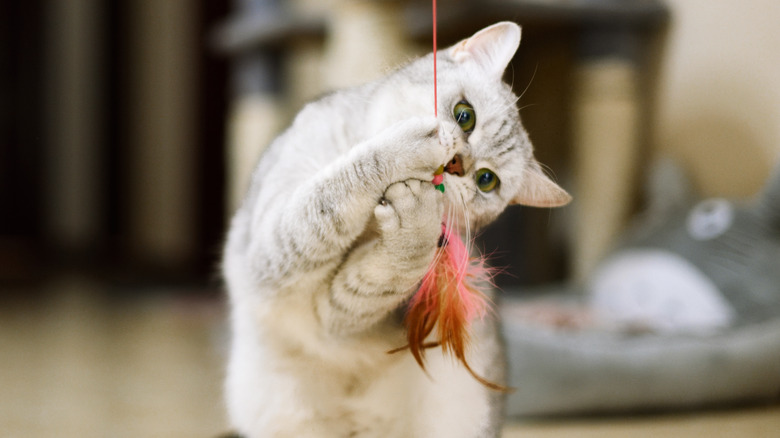 Tabby cat plays with toy