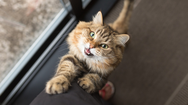 Adult cat vocalizing and climbing up human's leg