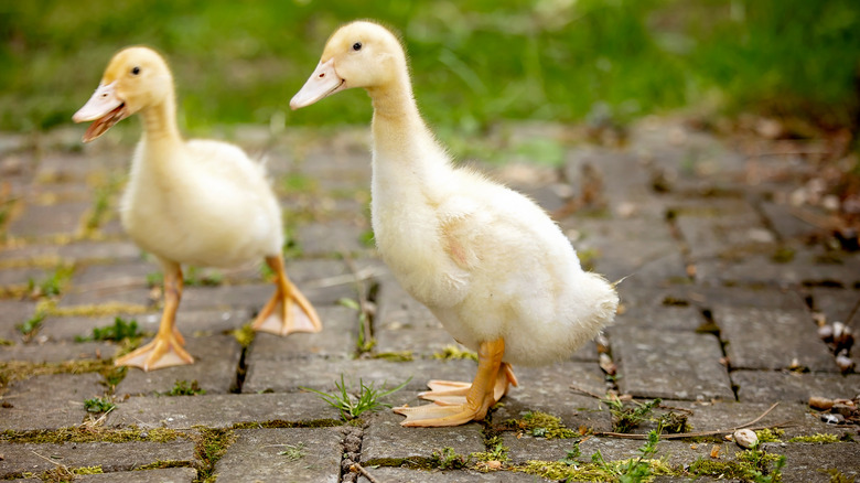 two ducklings