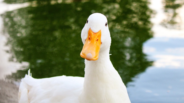 a pet duck in a pond